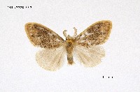 藏品(緣黃毒蛾)的圖片